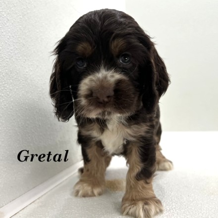 puppy, for, sale, Cocker Spaniel, Joe & Cherri  Overlease, dog, breeder, Miller, MO, dog-breeder, puppy-for-sale, forsale, nearby, find, puppyfind, locator, puppylocator, aca